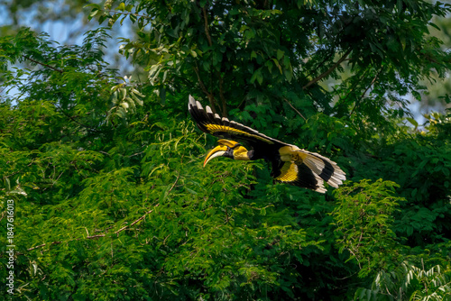 The bill and large hump are yellow. The face is black. The throat is white or yellowish-white. The body is black. The wings are black with a wide yellow stripe running down the middle of the wings.