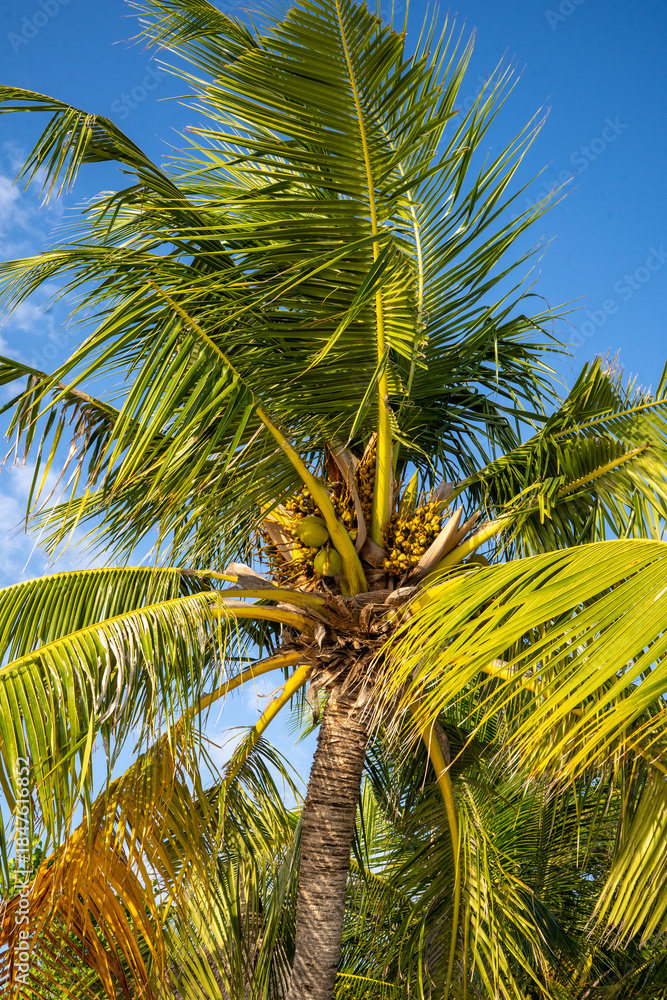 Fototapeta premium Coconut Palm Tree on a Tropical Beach