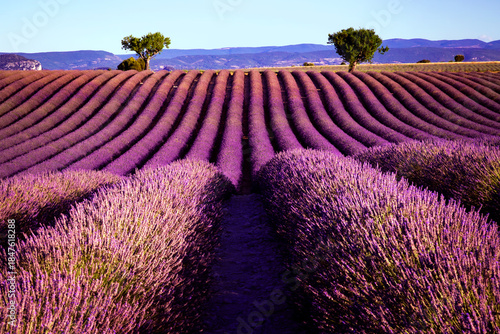 Fotografía Rows of Lavender ready to harvest, Plateau D'Valensole, France