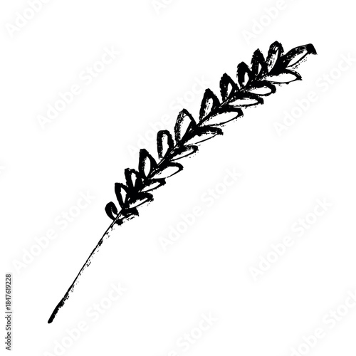 Hand drawn cereal wheat oat rye barley rice ears spikelet clipart Organic wheat bread agriculture farming harvest healthy food Single element for print packaging label design decor
