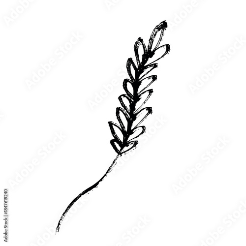 Hand drawn cereal wheat oat rye barley rice ears spikelet clipart Organic wheat bread agriculture farming harvest healthy food Single element for print packaging label design decor