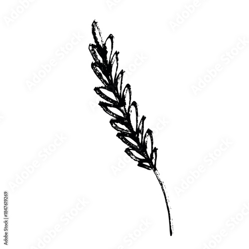 Hand drawn cereal wheat oat rye barley rice ears spikelet clipart Organic wheat bread agriculture farming harvest healthy food Single element for print packaging label design decor