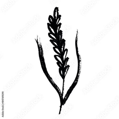 Hand drawn cereal wheat oat rye barley rice ears spikelet clipart Organic wheat bread agriculture farming harvest healthy food Single element for print packaging label design decor