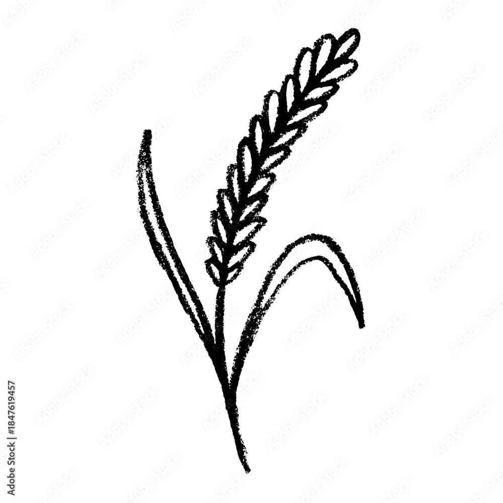 Fototapeta premium Hand drawn cereal wheat oat rye barley rice ears spikelet clipart Organic wheat bread agriculture farming harvest healthy food Single element for print packaging label design decor