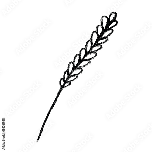 Hand drawn cereal wheat oat rye barley rice ears spikelet clipart Organic wheat bread agriculture farming harvest healthy food Single element for print packaging label design decor