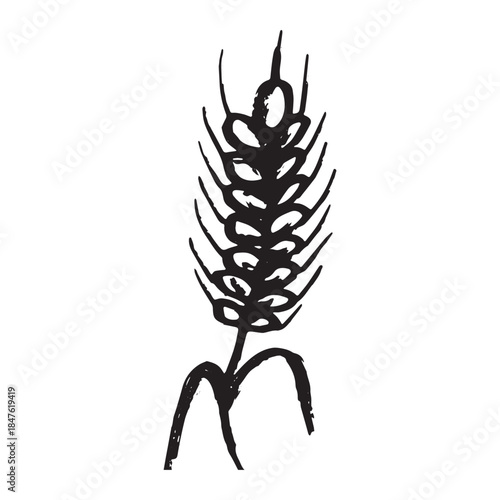Hand drawn cereal wheat oat rye barley rice ears spikelet clipart Organic wheat bread agriculture farming harvest healthy food Single element for print packaging label design decor