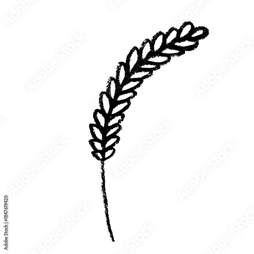 Hand drawn cereal wheat oat rye barley rice ears spikelet clipart Organic wheat bread agriculture farming harvest healthy food Single element for print packaging label design decor