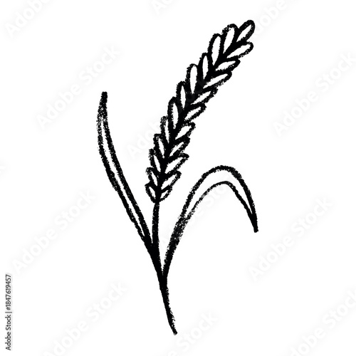 Hand drawn cereal wheat oat rye barley rice ears spikelet clipart Organic wheat bread agriculture farming harvest healthy food Single element for print packaging label design decor