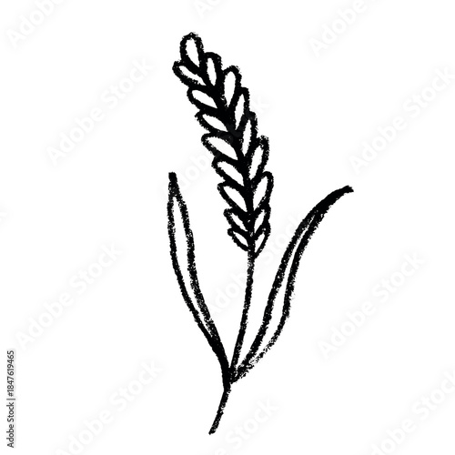 Hand drawn cereal wheat oat rye barley rice ears spikelet clipart Organic wheat bread agriculture farming harvest healthy food Single element for print packaging label design decor