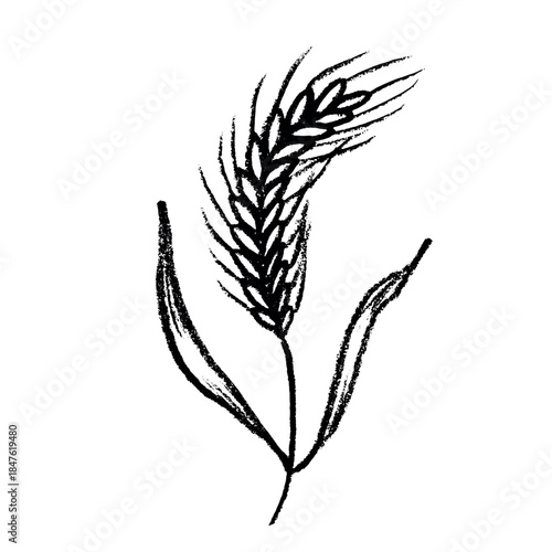 Hand drawn cereal wheat oat rye barley rice ears spikelet clipart Organic wheat bread agriculture farming harvest healthy food Single element for print packaging label design decor