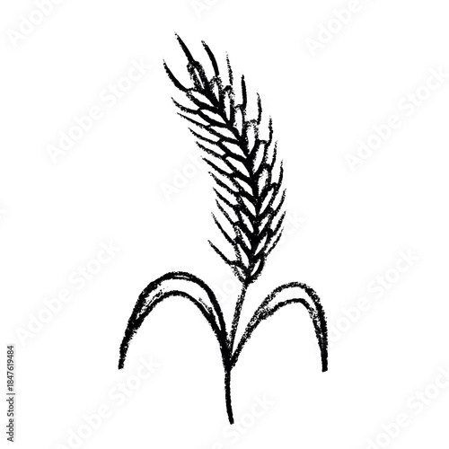 Hand drawn cereal wheat oat rye barley rice ears spikelet clipart Organic wheat bread agriculture farming harvest healthy food Single element for print packaging label design decor
