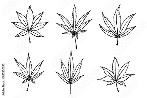 Set of hand drawn cannabis leaf Medicine marijuana Hemp leaves clipart in doodle style Single element for print, web, design, decor