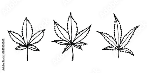 Set of hand drawn cannabis leaf Medicine marijuana Hemp leaves clipart in doodle style Single element for print, web, design, decor