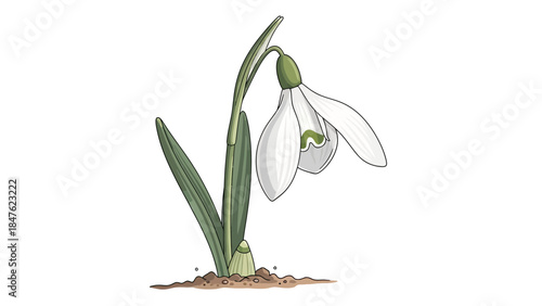 Single snowdrop flower emerging from the ground,