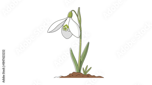 Single snowdrop flower emerging from the ground,