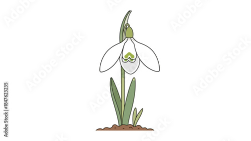 Single snowdrop flower emerging from the ground,