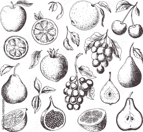 Black and white hand drawn assorted fruits apples pears