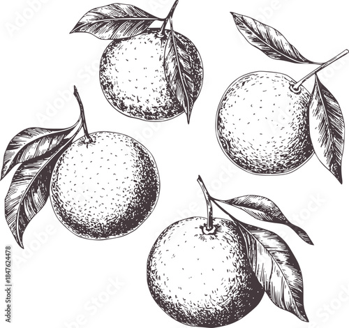 Black and white hand drawn oranges with leaves stems
