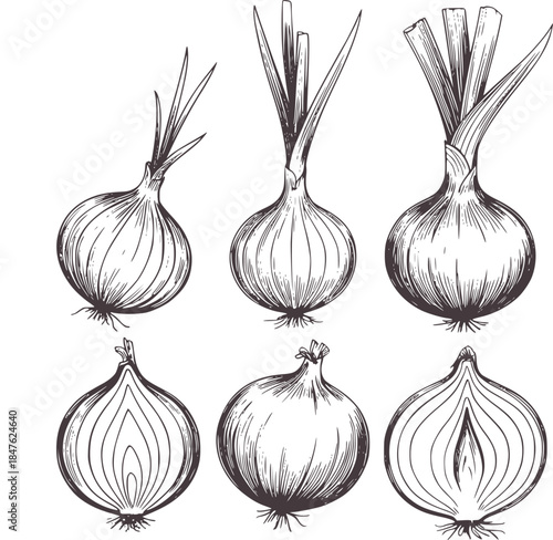 Detailed black and white ink botanical onions with greens