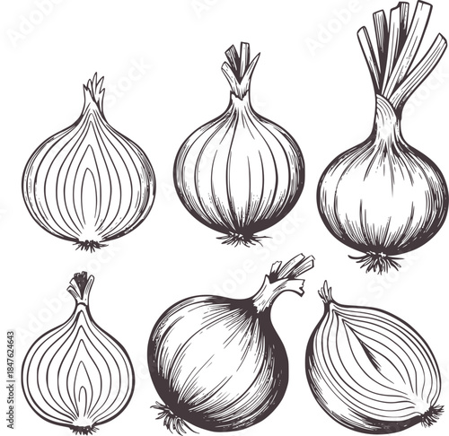Detailed black and white ink of whole onions with stems