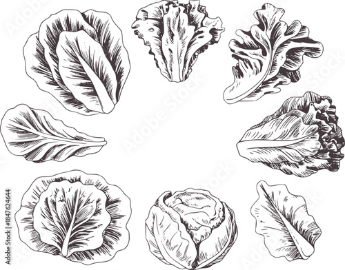 Detailed black and white ink of various lettuce leaves and cabbages