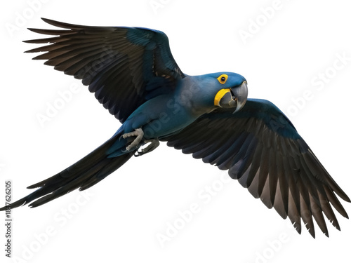 Isolated Lear's macaw parrot in flight, endangered bird with outstretched wings, majestic pose