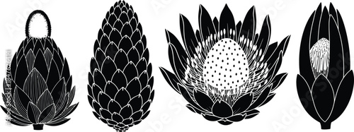 Elegant black and white botanical flower illustrations