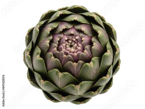 Isolated artichoke globe, fresh raw vegetable with petals, healthy food from nature plant