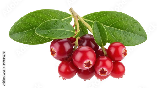 Photos Isolated bunch of lingonberries with leaves, cluster of juicy red fruits, fresh