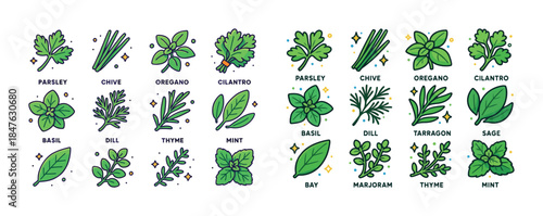 Illustrated collection of various culinary herbs with labels