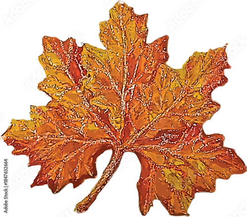 Autumn maple leaves isolated on white background with red and yellow fall colors