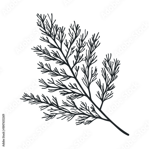 Stylized black silhouette of a fresh dill sprig with delicate feathery leaves ideal for cooking graphics, spice labels, herbal remedies, or botanical decor projects.