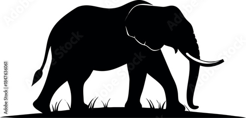 majestic african elephant walking on savanna at go .