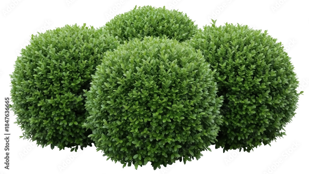 Fototapeta premium Isolated perfectly manicured rounded boxwood shrubs for landscaping design and decoration