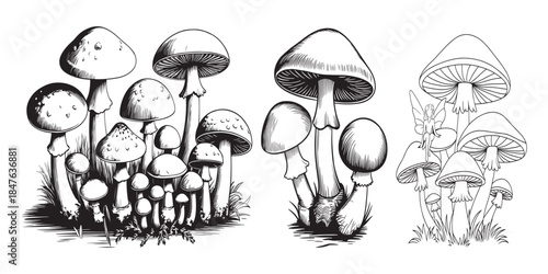 Mushroom illustrations with a fairy, black ink, forest floor details