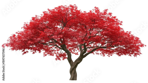 Cuadro en lienzo Isolated red Japanese maple tree with stunning foliage, beautiful color, detaile