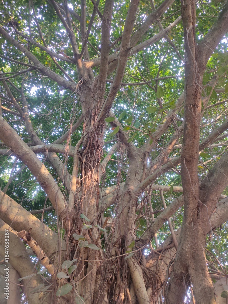 Obraz premium Close view of banyan tree with trunk and areal prop roots