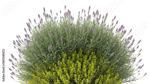 Fotografia Isolated lavender bush with yellow flowers, spring blossom, green foliage, ornam