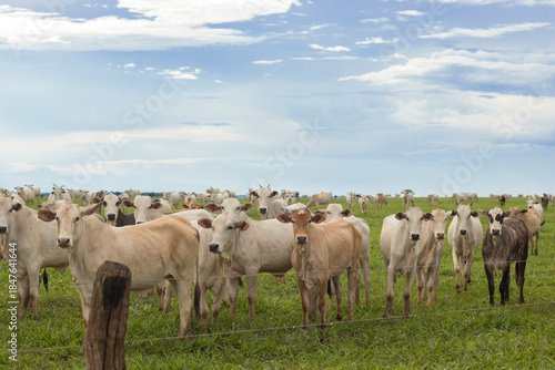 Cattle grazing in Mato Grosso, Brazil. Beef cattle in Brazil. Nelore cattle in Brazil.