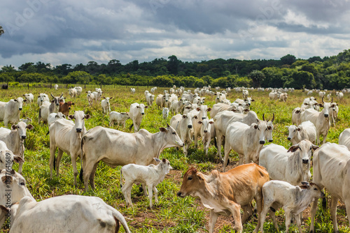 Cattle grazing in Mato Grosso, Brazil. Beef cattle in Brazil. Nelore cattle in Brazil.