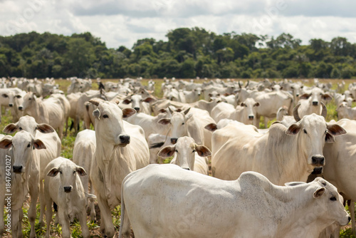 Cattle grazing in Mato Grosso, Brazil. Beef cattle in Brazil. Nelore cattle in Brazil.
