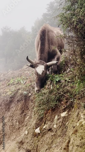 Woolen Yak eats wild grass in a foggy mountain valley, under the sky, hike in Himalaya mountain valley.