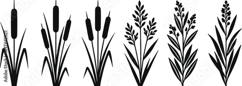 Black silhouette collection of cattails and marsh grasses, aquatic plant illustrations for nature landscaping, pond vegetation icons, and wild meadow floral design elements
