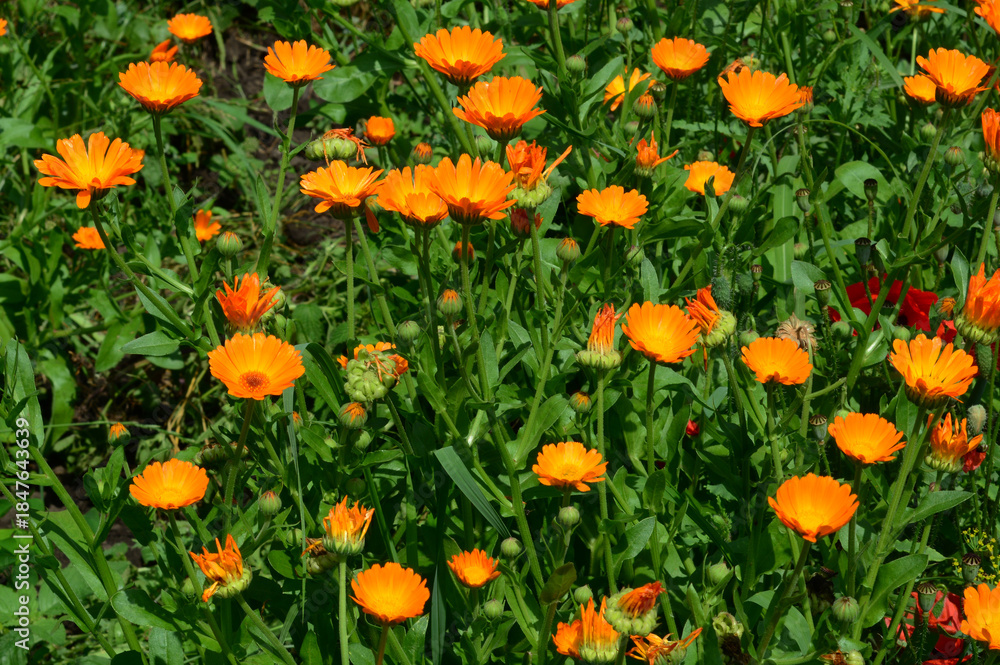 Fototapeta premium Orange Calendula Flowers Blooming in Garden Medicinal Marigold Plant in Nature