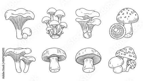 Cute Forest Fungi Vector Set with Colorful Hand Drawn mushroom Illustration
