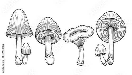 Cute Forest Fungi Vector Set with Colorful Hand Drawn mushroom Illustration