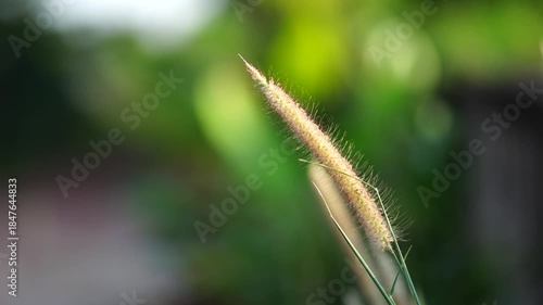 Mission grass flower blowing in the wind with golden sunlight and green bokeh