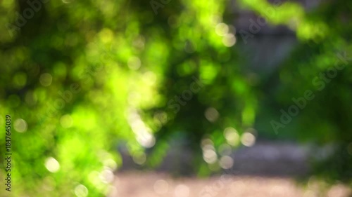 Abstract green foliage bokeh background with shimmering sunlight