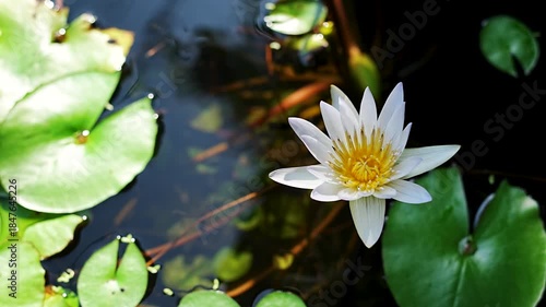 Beautiful white lotus blooming in a pond with green lily pads