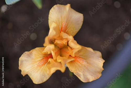 The flower head of a Border Bearded Iris 